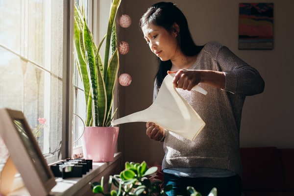 بهترین  کود برای گیاهان آپارتمانی چیست